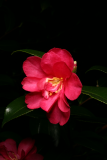 Camellia sasanqua RCP1-12 062.JPG